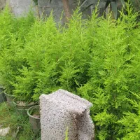 لاوسون سطل3،سرو شیراز، شمشادزمینی