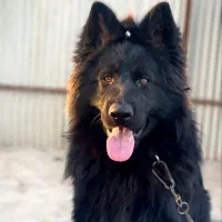 ژرمن بلک شولاین نر (دنبال ماده)