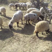 بره|حیوانات مزرعه|رفسنجان, |دیوار