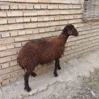 ۱ راس بره توقلی افشاری نر