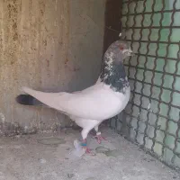 کبوتر پرشی