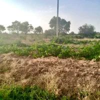 ۲۳۰۰ متر باغ انگور بارده بهر خیابان اصلی باغ|فروش دفتر صنعتی، کشاورزی، تجاری|کرج, کوی کارمندان شمالی|دیوار