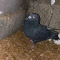 کبوتر نامبر سیاه جفت دیواندره