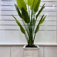 درختچه مصنوعی|گل مصنوعی|فردیس, فردیس|دیوار