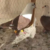 کله سفید نروماده