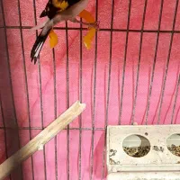 سهره نروماده یادوتانر