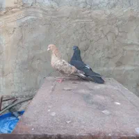 جفت برنجی زردکله سیاه در ایذه