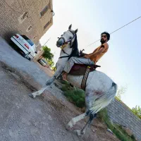 اسب|اسب و تجهیزات اسب‌سواری|خواف, |دیوار