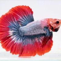 فایتر نژاد(قابل نگهداری در تنگ و ظرف بامبو)|ماهی|قم, هنرستان|دیوار