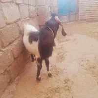 بزغاله|حیوانات مزرعه|بیجار, |دیوار