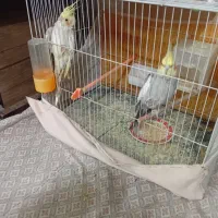 عروس هلندی|پرنده|مشهد, کوشش|دیوار