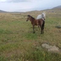 مادیونهشتسالهاصیلمگسی