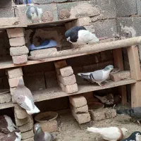 کفتر رنگی|پرنده|محمدیه-قزوین, |دیوار