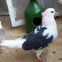 کبوتر