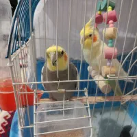 یک جفت عروس هلندی  نر و ماده بالغ