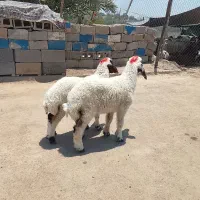 2عدد بره درجه یک جنسشون اصل عراقی لب الجنی