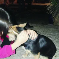 واگذاری سگ مهربون فقط سرپرست خوب میخوام واسش