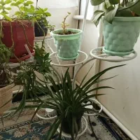 استندگل|گل و گیاه طبیعی|پردیس, فاز ۱|دیوار