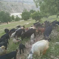 بزبزغاله جوان داشتی