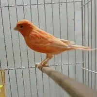 قناری رد فکتور نر آماده|پرنده|مشهد, سپاد|دیوار