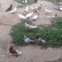 فروش کبوتر