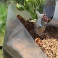 پیوندک گردو فرنور،چندلر،فرانکت