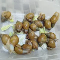 حلزون پرورشی