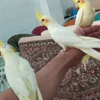 عروس هلندی اهلی شش عدد