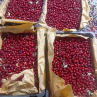 زال زالک|عمده‌فروشی|تاکستان, |دیوار