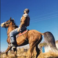 نریون کرد نوه سهیل|اسب و تجهیزات اسب‌سواری|قزوین, |دیوار