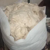 پنبه یزد