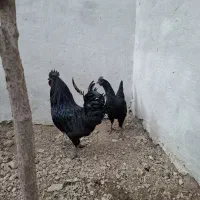 مرغ خروس ایام سمانی هرروزتخم میکنه