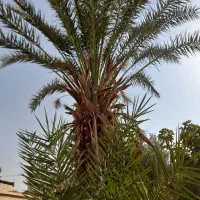 نخل خرما ۳۰ ساله