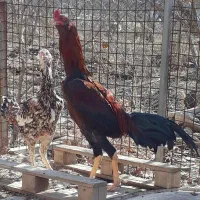 مرغ و خروس لاری|حیوانات مزرعه|پیشوا, |دیوار