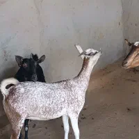 بز چاق|حیوانات مزرعه|برازجان, |دیوار