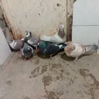 کبوتر|پرنده|گرمخان, |دیوار