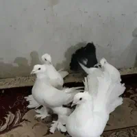 فروش کبوتر دوم چتری.کاکل پاپر. پرشی