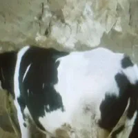 انواع گاو و گوساله گوشتی و داشتی|حیوانات مزرعه|تبریز, |دیوار