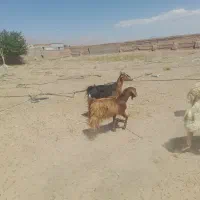 قوچ  هترو  همو بزکرهمورسیاه  میش