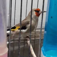 سهره دهبکری