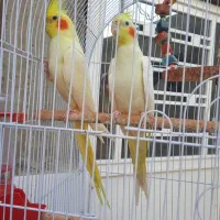 فروش سه جفت عروس هلندی لوتینو|پرنده|لامرد, |دیوار