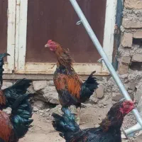 خروس
