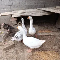 فروش غاز ۷ ماهه وزن دار سالم و سرحال|حیوانات مزرعه|آکند, |دیوار