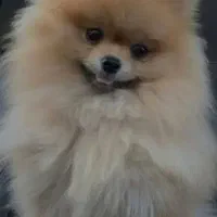 واگذاری سگ قبول میکنم