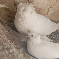 کفتر|پرنده|اسیر, |دیوار