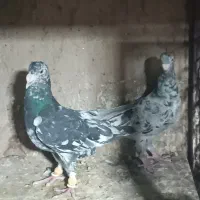 نرماده سرور درجه یک ذات عالی
