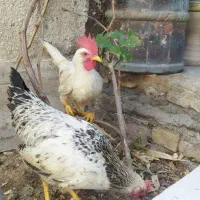 مرغ و خروس خانگی