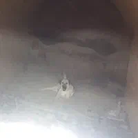 یک ماده پژدر سرابی|سگ|اسفرورین, |دیوار