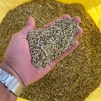 خرید و فروش جو گندم گشنیز
