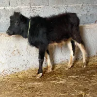 گوساله نر ورزاکوله جنس|حیوانات مزرعه|ماسال, |دیوار